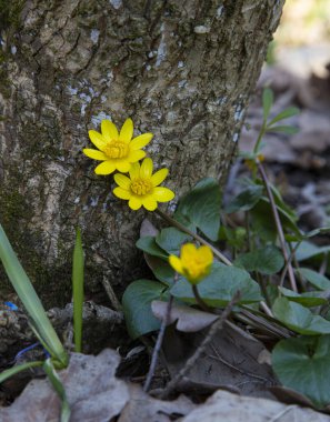 Güzel sarı ahşap şakayık çiçeği, bulanık doğa arka planında Anemone ranunculoides. Makro fotoğraf, seçici odaklanma. Ormanda ilkbahar çiçeği