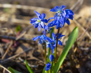 Çiçek açan mavi kardamlaları ormanda güneş ışığında, yakın planda. Doğal bulanık arka planda ilk bahar çiçeği, seçici odaklanma. Scilla bifolia, alp ciyaklaması. İlkbahar.  