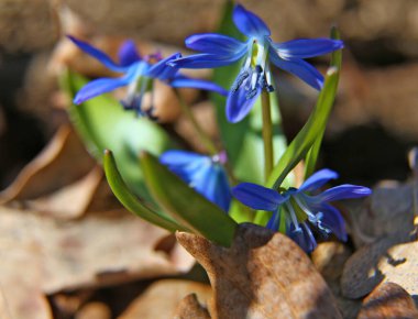Çiçek açan mavi kardamlaları ormanda güneş ışığında, yakın planda. Doğal bulanık arka planda ilk bahar çiçeği, seçici odaklanma. Scilla bifolia, alp ciyaklaması. İlkbahar.  