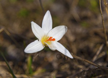 Güneşin altında çayırdaki ilk ilkbahar çiçeği. Beyaz, turuncu bir keklik, yakın plan, arka plan bulanık. İlkbahar.