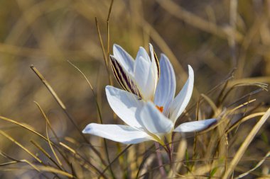 Çayırdaki timsahlar. Güneş ışığındaki ilk bahar çiçekleri. Beyaz çiçek açan vahşi timsahlar, yakın plan, doğal bulanık arka plan. İlkbahar.