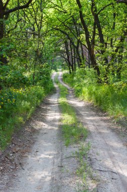Orman manzarası. Eski meşelerin arasındaki toprak yol. Yazları yaprak döken ormanda. Ukrayna. Samara Ormanı. Dnipro bölgesi