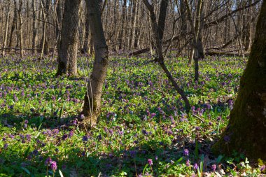Bahar ormanlarında açan renkli çiçeklerden oluşan güzel bir halı. Avrupa 'da bahar doğası manzarası. Samara Ormanı. Dnipro bölgesi. Ukrayna. 