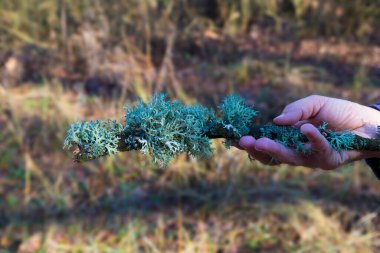 Evernia prunastri, oakmoss, bir kadının elinde gri liken dalı bulanık doğa arka planında.