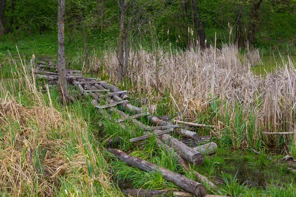 Desbordamiento Tierra Antiguo Puente Pie Madera Entre Las Cañas Bosque — Foto de Stock