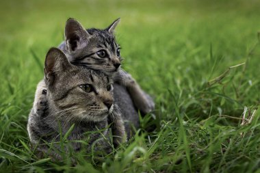 Şirin kediler ve kediler evin önündeki çimlerde oynuyorlar..