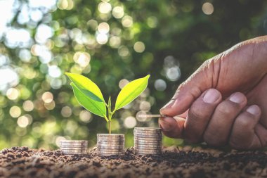 Yığınla para içinde büyüyen bir ağaca bozuk para vermek. Finansal muhasebe, Yatırım Konsepti.