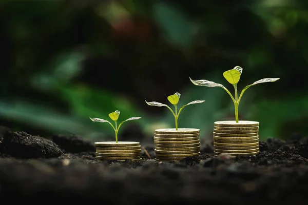 Coins Stack Step Growing Plant Sunshine Background Concept Saving Money — Stock Photo, Image