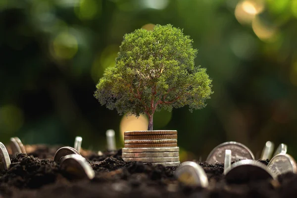 Bozuk paralar, adım büyüyen bitki ve güneş ışığıyla istiflenir. konsept tasarruf parası 