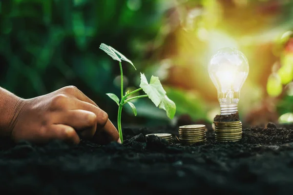 Energy Saving Light Bulb Tree Growing Stacks Coins Nature Background — Stock Photo, Image