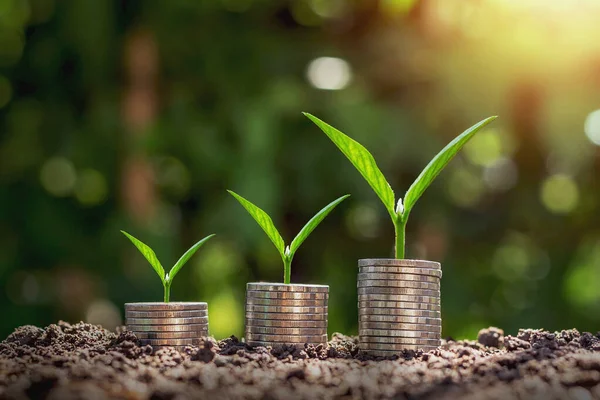 Coins Stack Step Growing Plant Sunshine Background Concept Saving Money — Stock Photo, Image