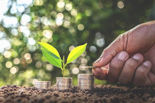 Mano Que Una Moneda Árbol Que Crece Pila Moneda Dinero — Foto de Stock