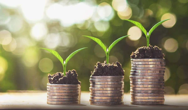 coins stack with step growing plant and sunshine background. concept saving money