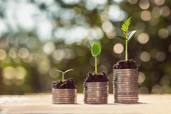 Coins Stack Step Growing Plant Sunshine Background Concept Saving Money — Stock Photo, Image