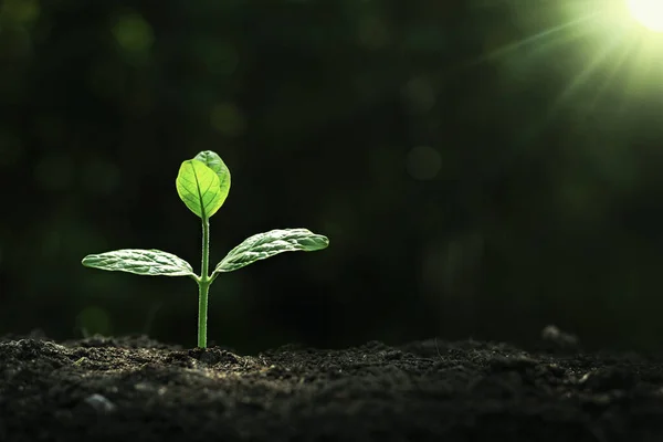 土壤上的植物生长 — 图库照片