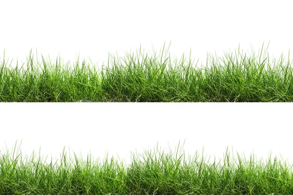 Gras Isoliert Auf Weißem Hintergrund — Stockfoto