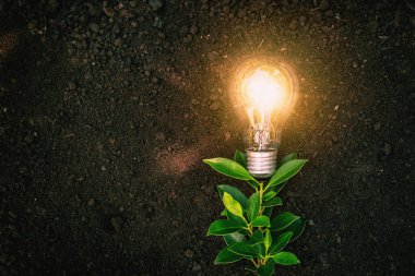 Ampulleri olan bitkiler enerji tasarrufu kavramlarıdır..