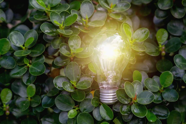 Yapraklarında ışık olan ampul Enerji tasarrufu kavramı