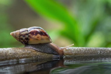 Salyangozlar yağmurdan sonra su deposunun kenarına gidiyorlar..