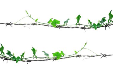 Beyaz arka planda bir direkte sarmaşık