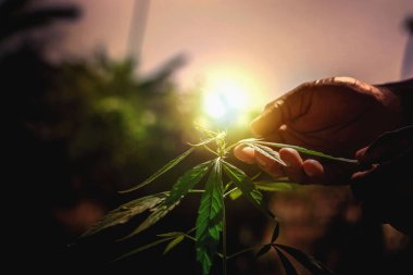  Dünyayı kurtarmak için toprağa genç ağaç dikmek. 