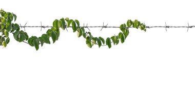 Vine on a pole on a white background clipart