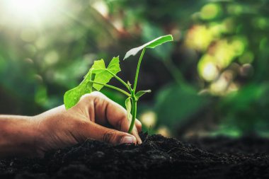 Eldeki küçük yeşil ağaçları önemserler