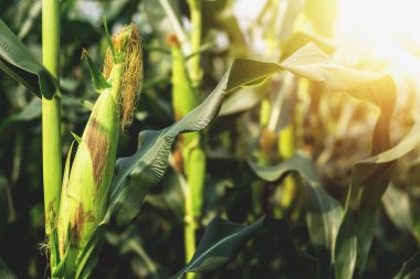 Çiftçinin tarlasında büyüyen mısırlar sadece küçük bir güneş ışığıyla