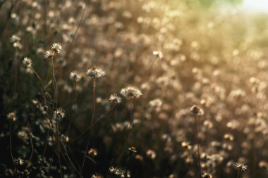 Çimenler bulanık arka plan Biraz güneş ışığı var.
