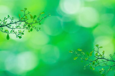 Güzel yeşil yapraklı dal, bulanık doğa arka planı