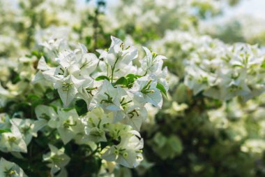 Fuchsia çiçekleri, renkli çiçekler, yumuşak güneş ışığıyla arka plan