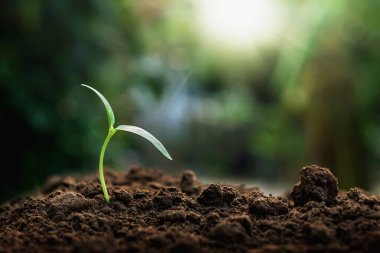 Yeşil ağaçlar sabah doğal olarak büyürler..
