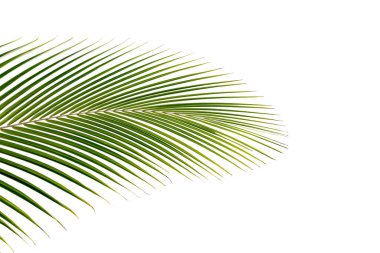 Beyaz arkaplanda bırakır