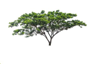Beyaz arkaplanda izole edilmiş ağaç