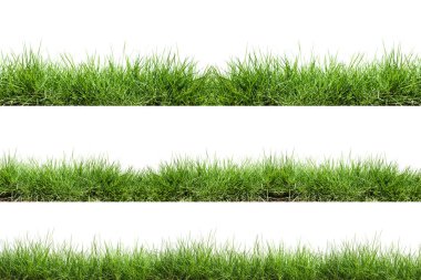 Grass isolated on white background clipart