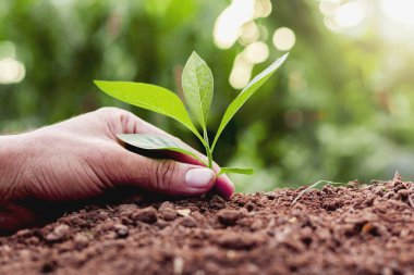  Dünyayı kurtarmak için toprağa genç ağaç dikmek. 