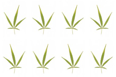 Beyaz arka planda marihuana yaprakları
