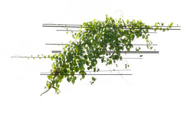 Beyaz arka planda bir direkte sarmaşık