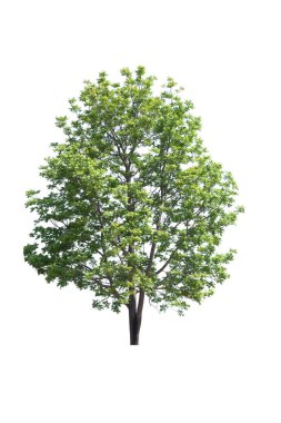 Beyaz arka planda izole ağaçlar, mimari için izole edilmiş tropikal ağaçlar.