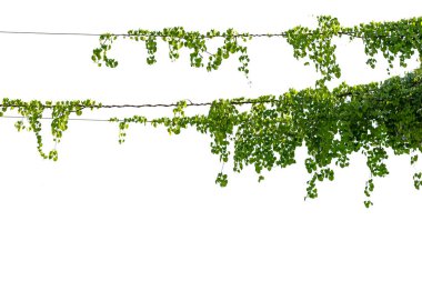 Vine on a pole on a white background clipart