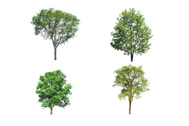 Beyaz arka planda izole ağaçlar, mimari için izole edilmiş tropikal ağaçlar.