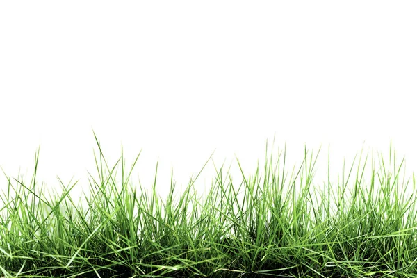 Grass Isolated White Background — Stock Photo, Image