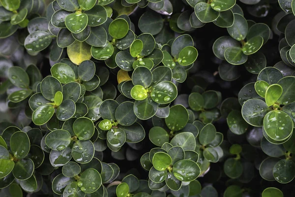 Leaves with water drops on top after rain