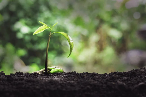 Pflanzenwachstum Auf Dem Boden — Stockfoto
