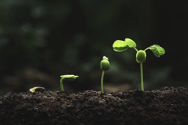 Plantengroei Bodem — Stockfoto