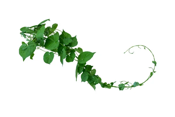 Vine Green Leaves Heart Shaped Twisted Separately White Background — Stock Photo, Image