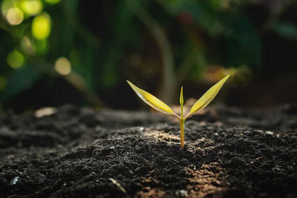 Crecimiento Las Plantas Suelo Que Tiene Luz Solar Suave Mañana —  Fotos de Stock