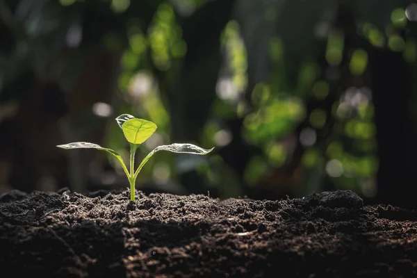 Crecimiento Las Plantas Suelo Que Tiene Luz Solar Suave Mañana —  Fotos de Stock