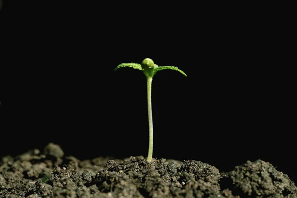 Cannabis Crescita Delle Piante Sul Suolo — Foto Stock