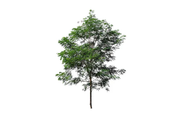 Bäume Isoliert Auf Weißem Hintergrund Tropische Bäume Isoliert Für Die — Stockfoto